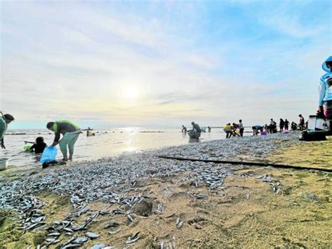 Deluge of sardines delights, worries Sarangani folk.